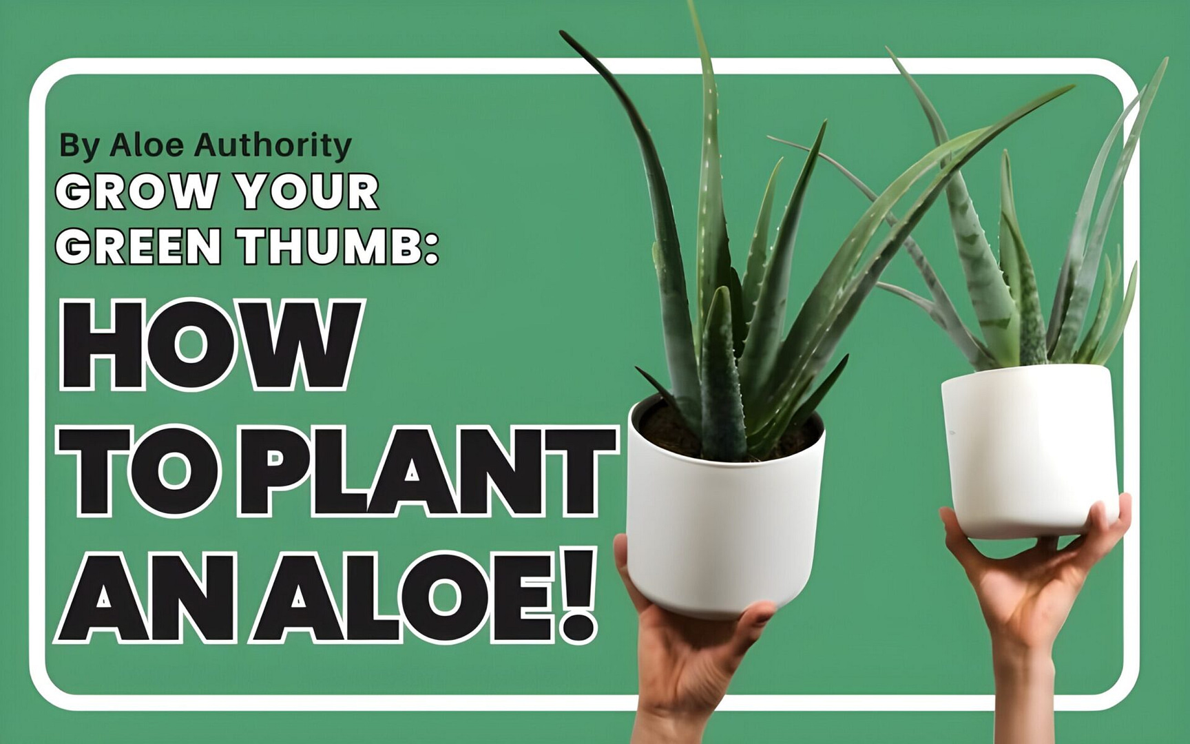 You are currently viewing Grow Your Green Thumb: How to Plant an Aloe