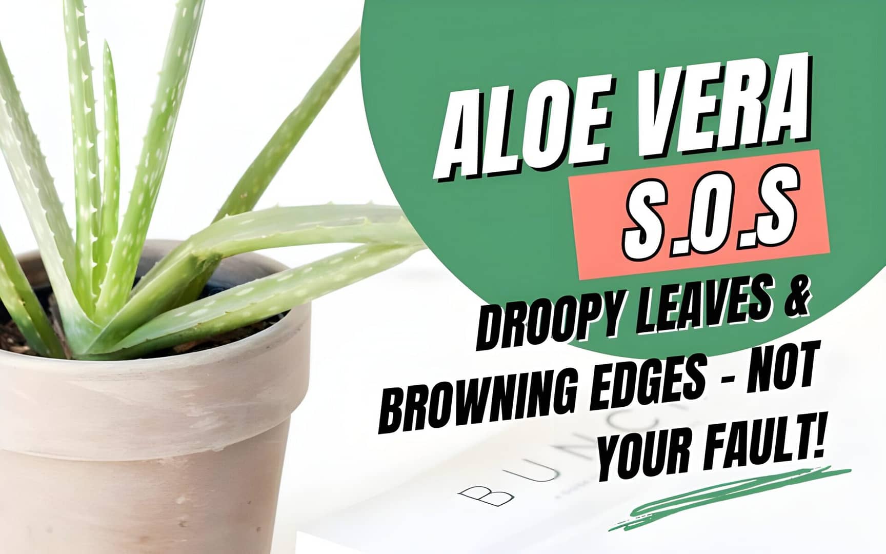 Read more about the article Aloe Vera SOS: Droopy Leaves & Browning Edges – Not Your Fault
