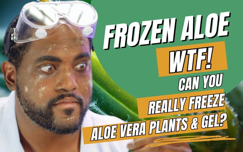 Can I Freeze Aloe Vera Freezing Aloe Vera Safe Methods & Tips
