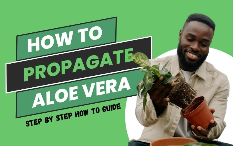You are currently viewing Propagate Your Aloe Vera Easily: Step-by-Step Guide