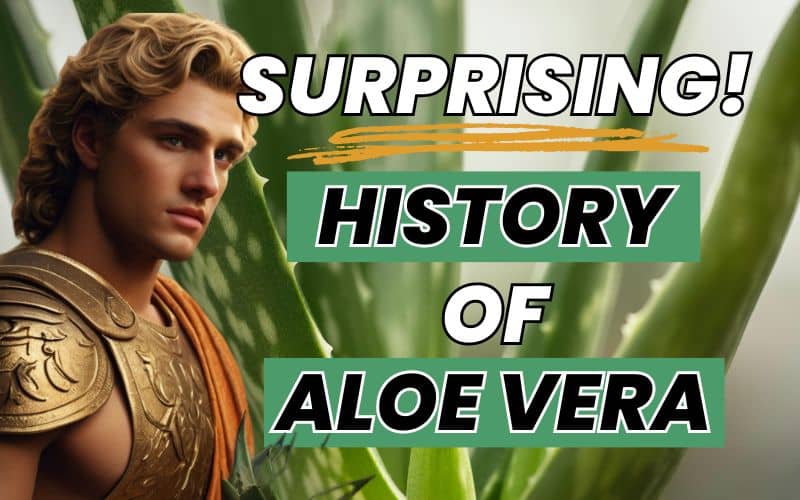 You are currently viewing Aloe Vera: A Timeless Plant with Surprising Historical Secrets