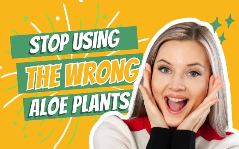You are currently viewing Stop Using the Wrong Aloe! A Guide for Smart Growers