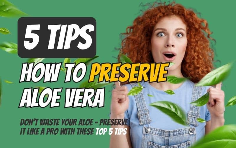 You are currently viewing Don’t Waste Your Aloe – Preserve It Like a Pro With These Top 5 Tips