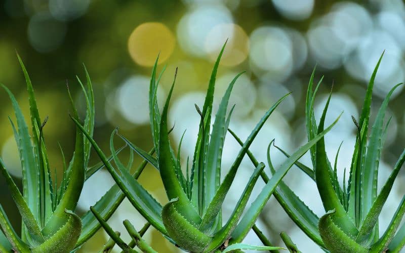 Read more about the article From Plant to Product: The Journey of Certified Organic Aloe Vera