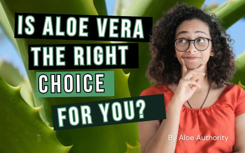Is Aloe Vera Right for You? Precautions and Potential Interactions